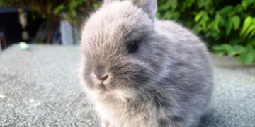 Укуси з ніжності або страху: розуміння поведінки декоративних кроликів