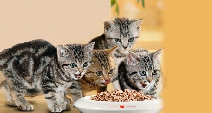 Як правильно годувати кошеня: поради з вибору корму