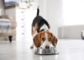 Fresh vs. traditional dog food: 5 brands that are getting it right