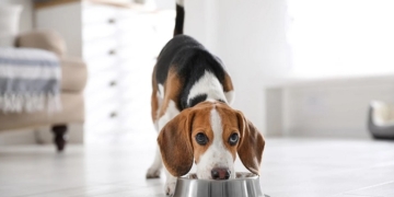 Fresh vs. traditional dog food: 5 brands that are getting it right