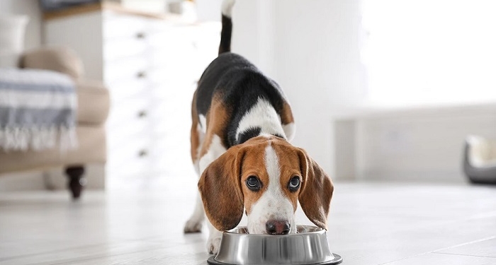 Fresh vs. traditional dog food: 5 brands that are getting it right